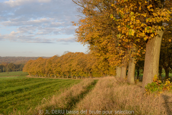 paysage automne